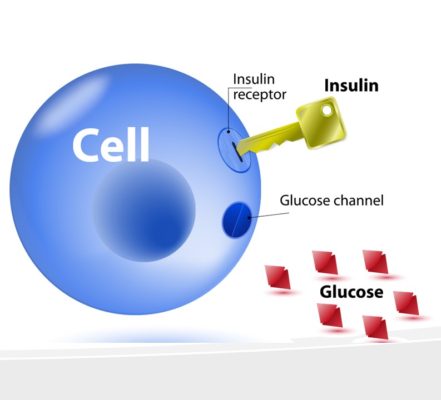 What is Insulin